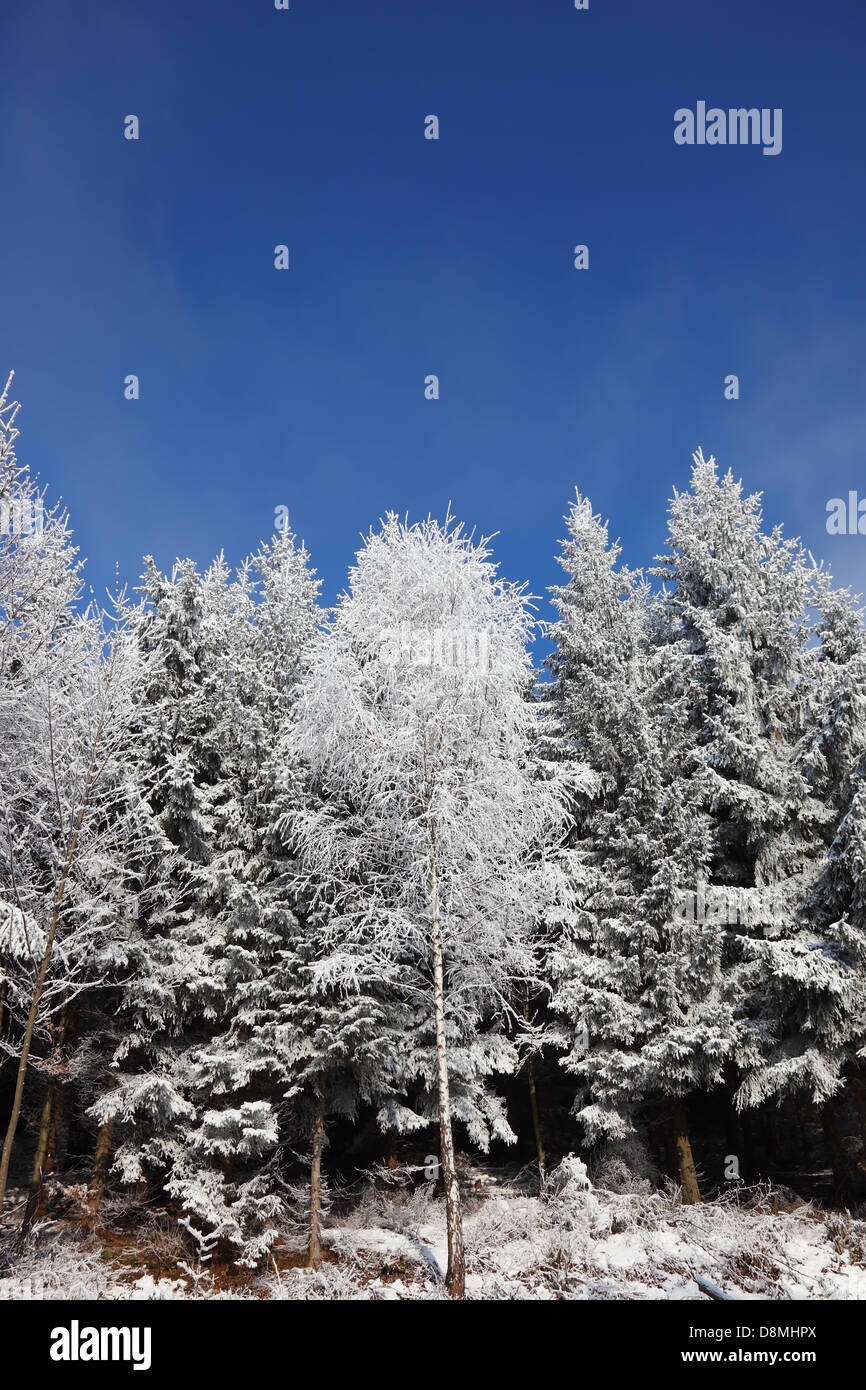 L'inverno nella foresta. Foto Stock