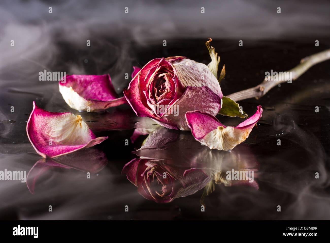 Drammatica close up di una rosa secca è un oscuro foggy impostazione Foto Stock