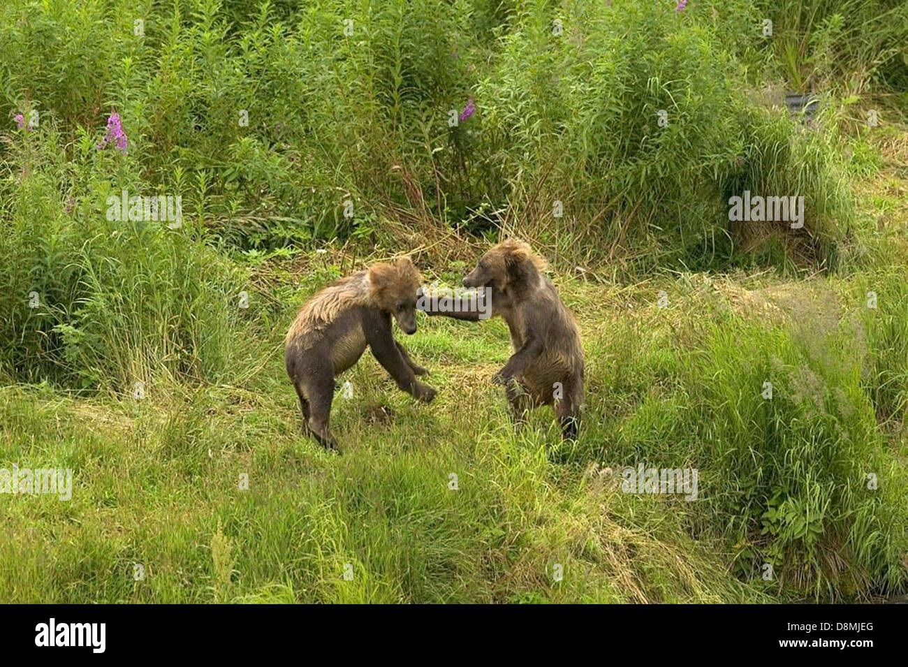 Due simpatici cuccioli di orso grizzly si vedono in piedi sulle zampe posteriori in un ambiente naturale. I cuccioli sono impegnati in un'interazione giocosa, mostrando il tipico comportamento degli orsi in natura. Foto Stock