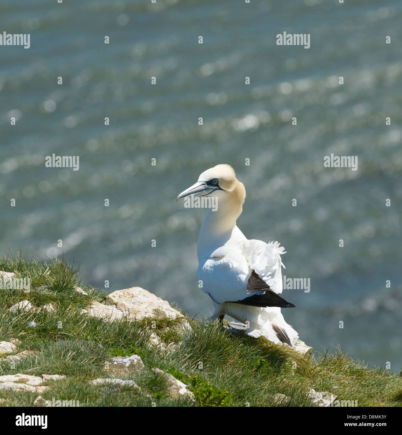 Gannett nidificazione sugli Bempton Cliffs North Yorkshire Foto Stock