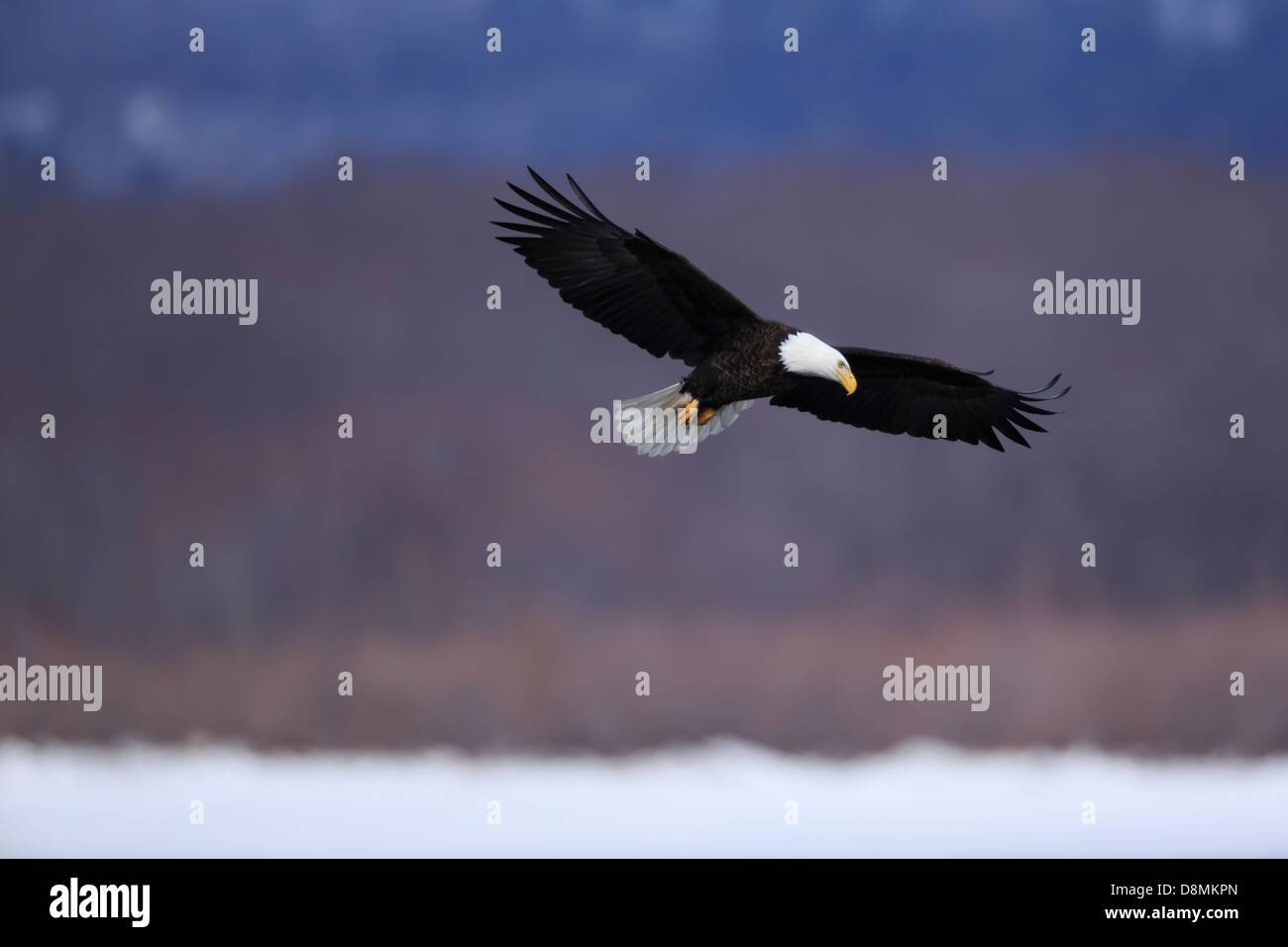 Aquila calva (Haliaeetus leucocephalus) caccia oltre il Fiume Mississippi in inverno - Minnesota, Stati Uniti d'America. Foto Stock