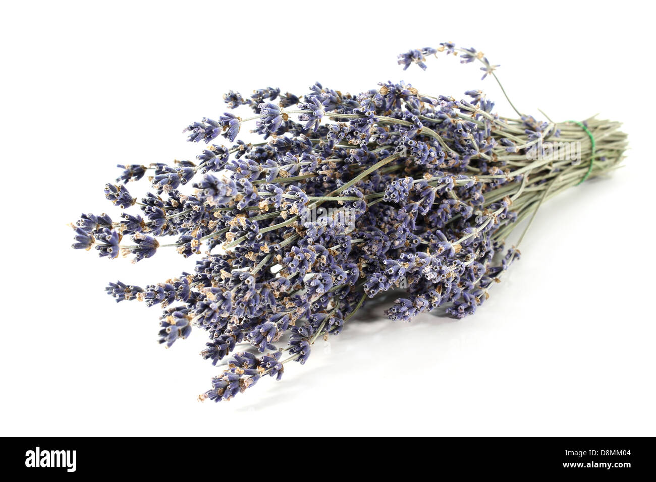 Lavanda Foto Stock