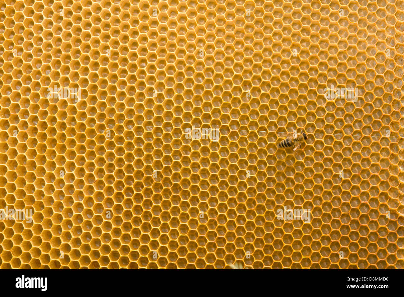 Favo di miele e api Foto Stock