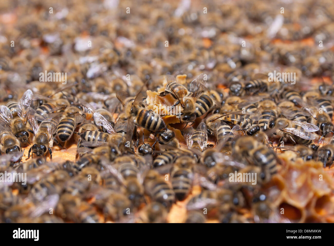 Favo di miele e api Foto Stock