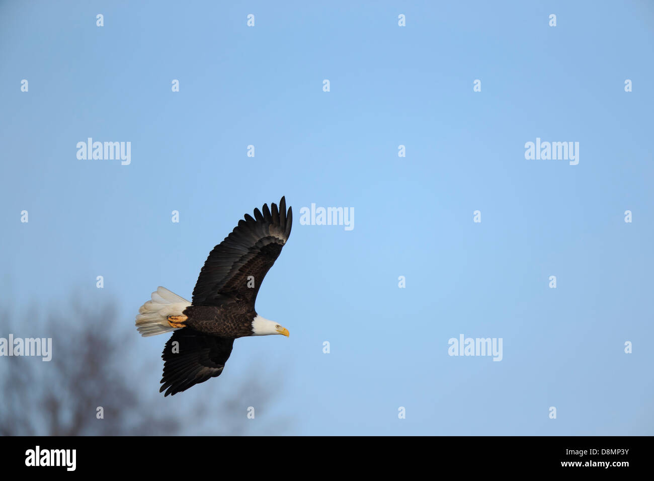 Aquila calva (Haliaeetus leucocephalus) caccia in inverno - Minnesota, Stati Uniti d'America. Foto Stock