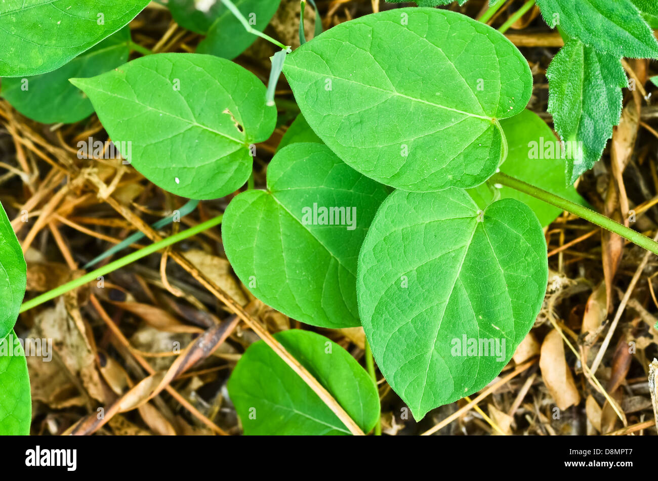 Le foglie fresche e foglie secche Foto Stock
