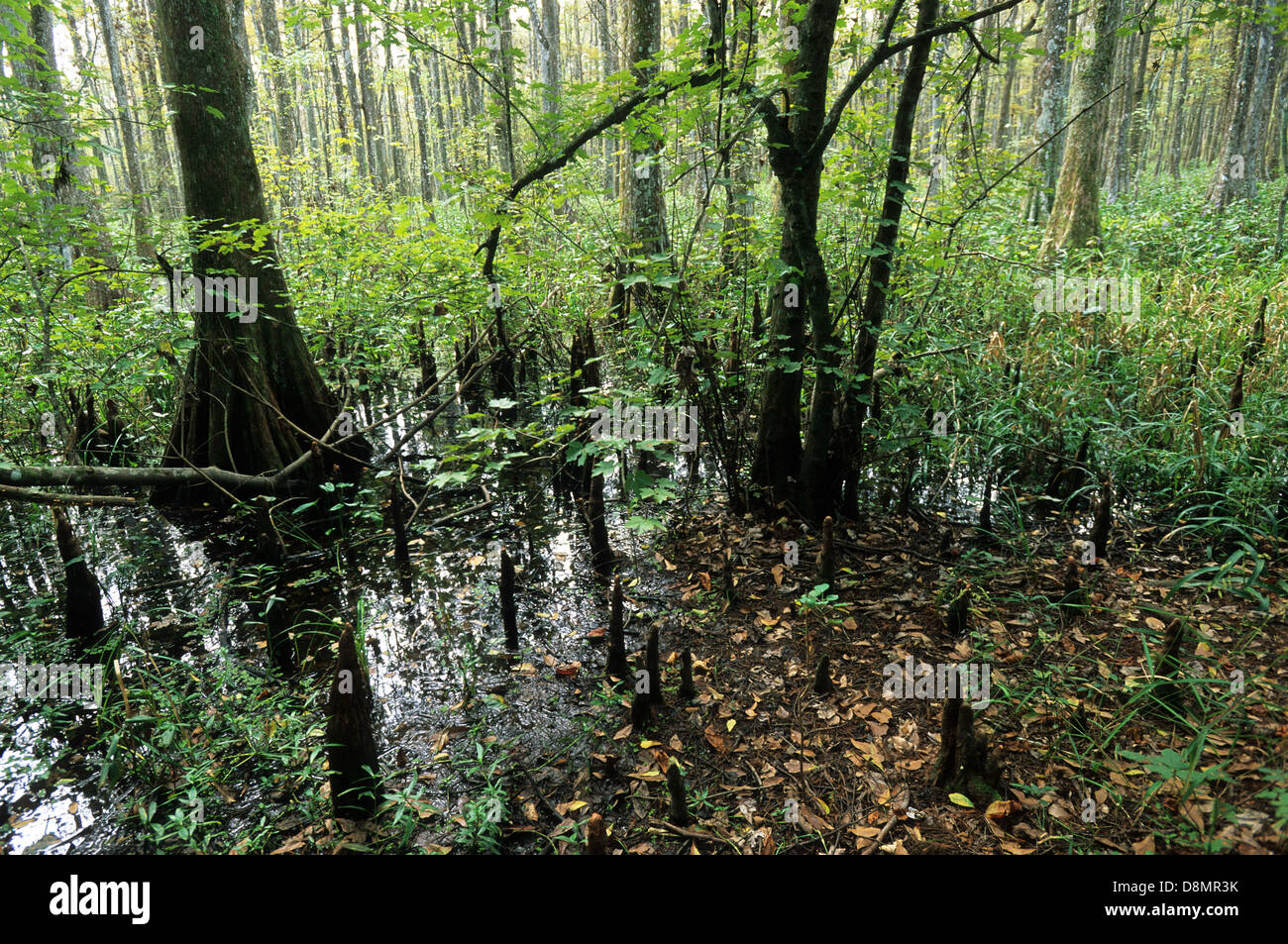 Elk283-4622 Louisiana Cajun Country, Big Bayou nero, cipresso calvo palude Foto Stock