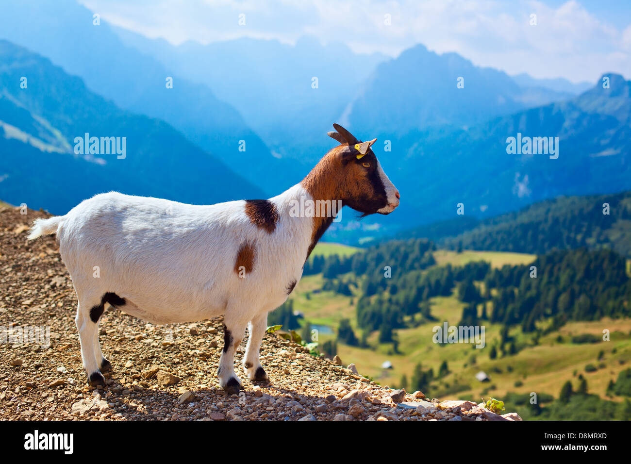 Piccola capra su Alpi montagne sullo sfondo. Foto Stock