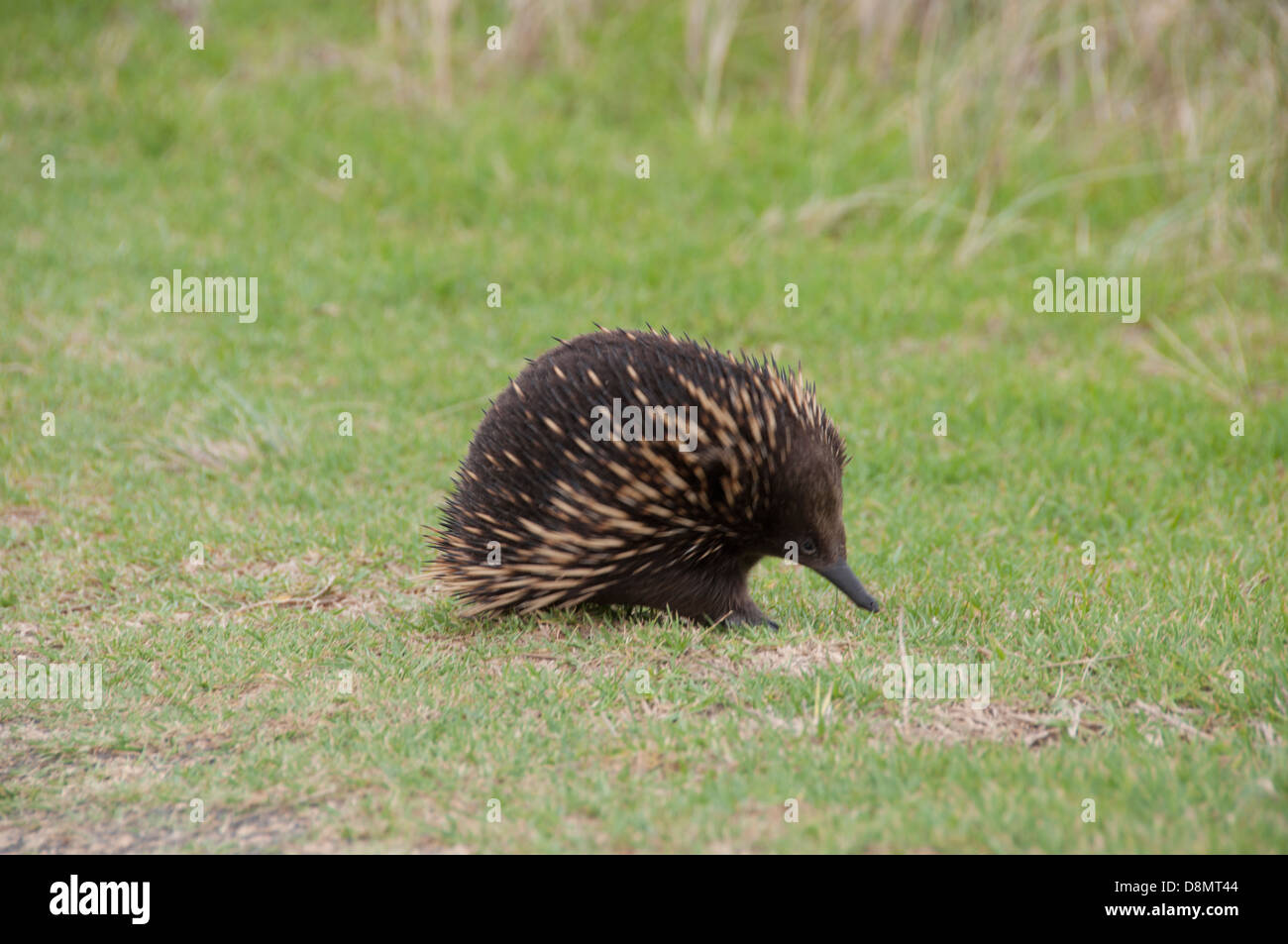 Echidna anteater spinosa, mammifero Australiano, Tachyglossidae camminando su erba colpi laterali e anteriore a. Foto Stock