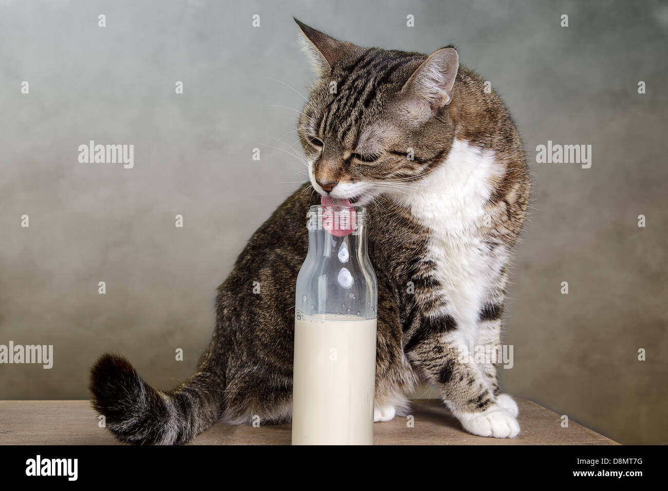 Gatto e latte Foto Stock