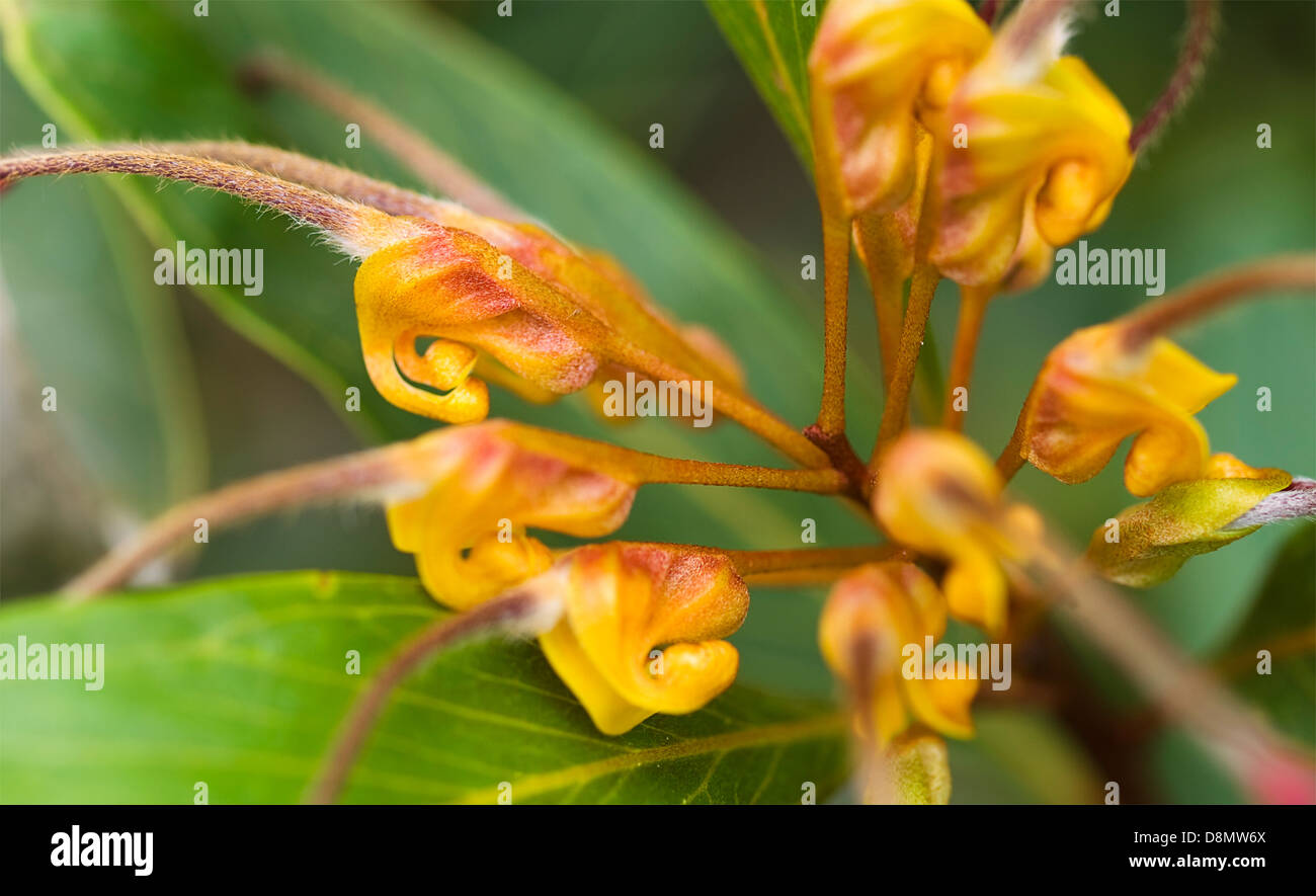 Fiore di Grevillea venusta - Australian vegetale nativo Foto Stock