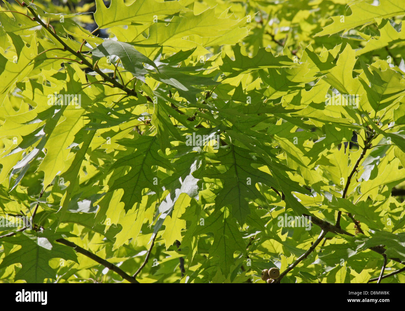 Close up di quercia verde foglie di albero Foto Stock