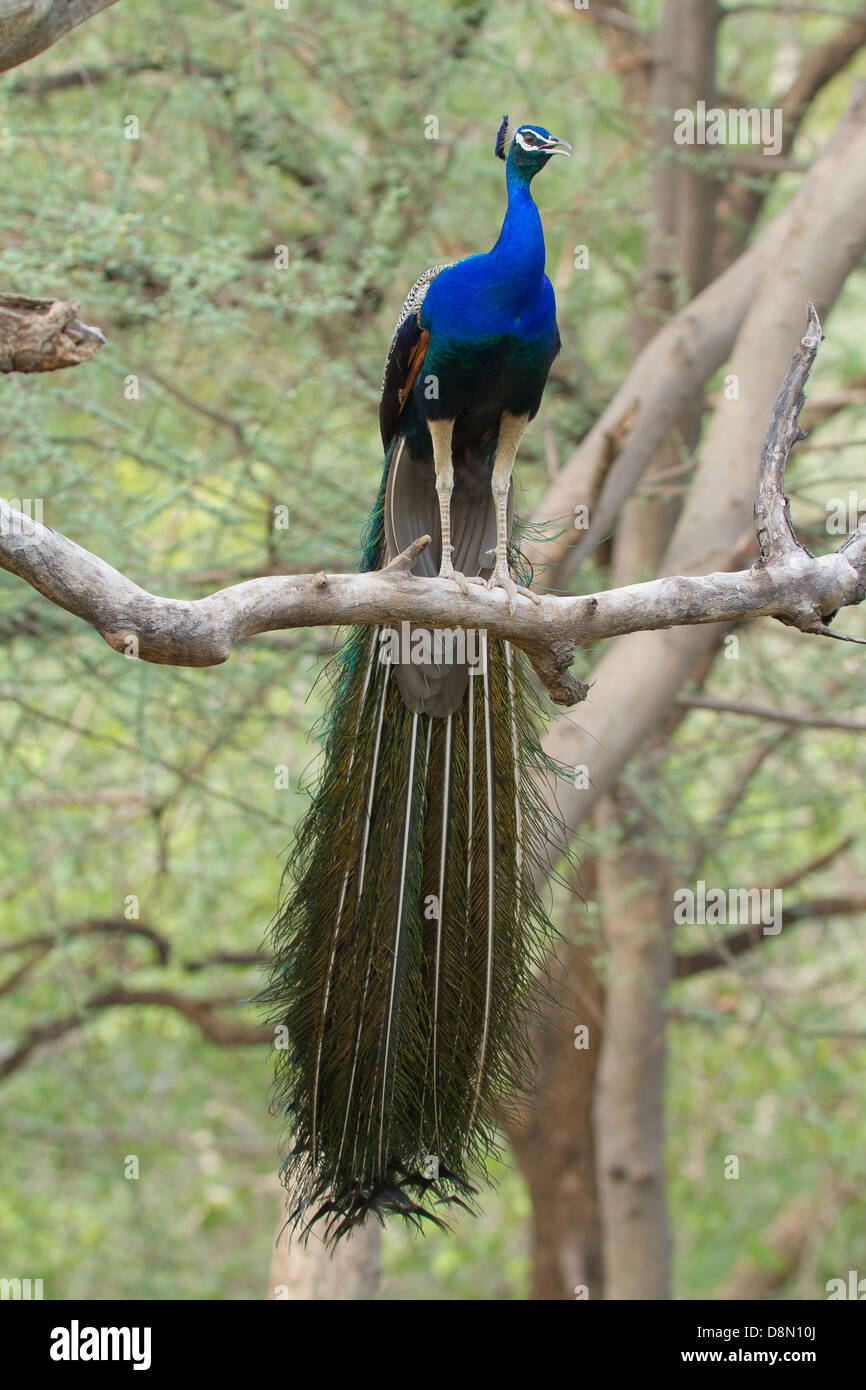 Peafowl indiano (pavo cristatus) Foto Stock