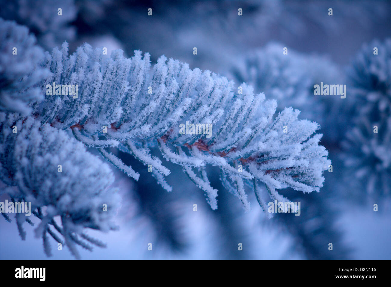 Gelo invernale su albero di abete rosso Foto Stock