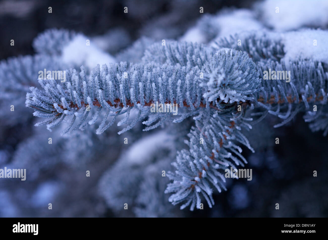 Gelo invernale su albero di abete rosso Foto Stock