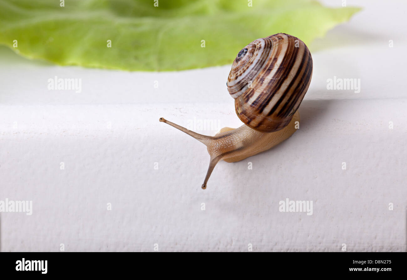Snail Cornu aspersum Foto Stock