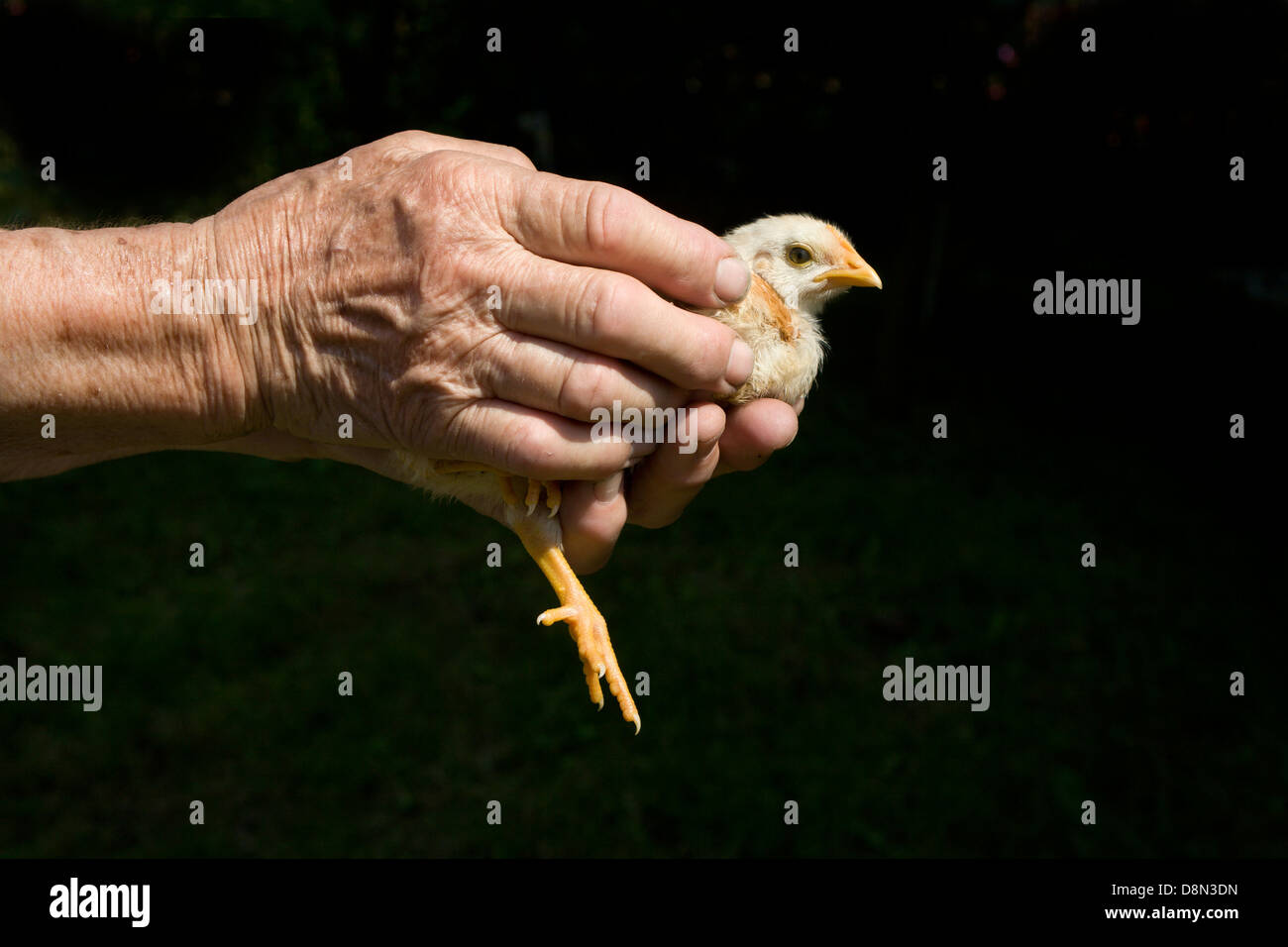 Le mani della donna anziana e la gallina Foto Stock