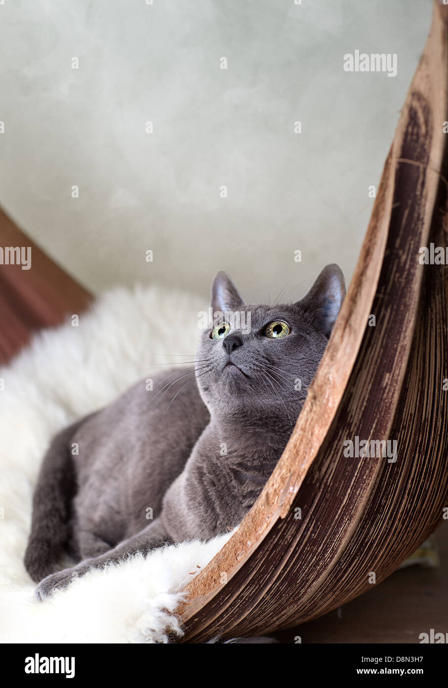 Cat rilassante sulla pelle di agnello Foto Stock