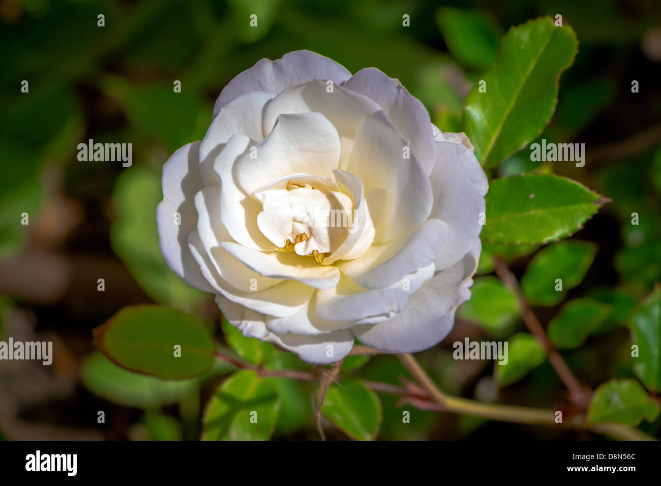 Singola rosa bianca con foglie sullo sfondo della natura Foto Stock