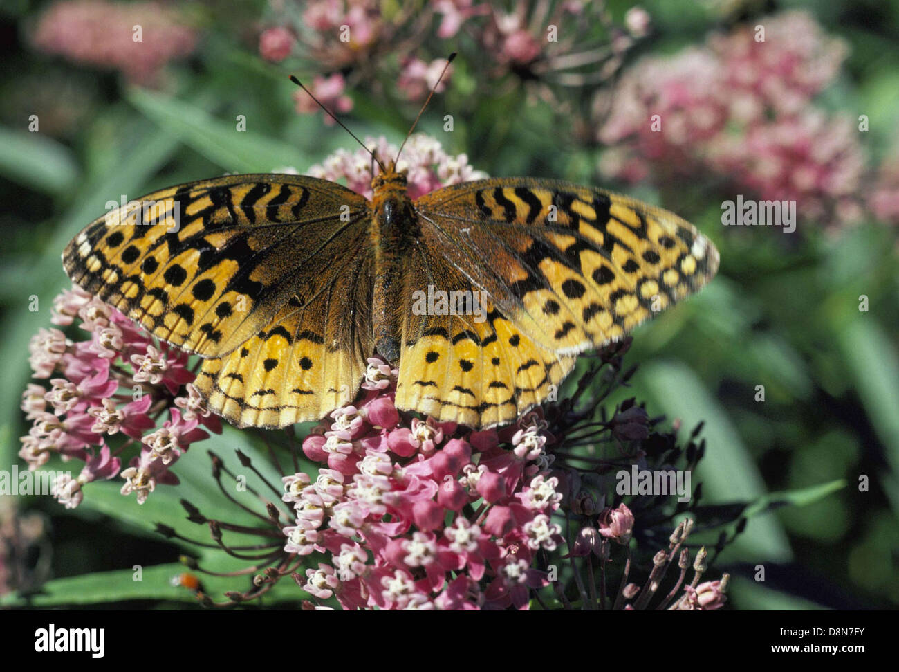 La grande Fritillaria Spangled (Speyeria cybele), nota anche come Clossiana frigga, è una grande farfalla con ali arancioni decorata con macchie nere. Si trova nei prati e nelle foreste, il suo aspetto suggestivo e le sue grandi dimensioni lo rendono una specie prominente in Nord America durante l'estate. Foto Stock