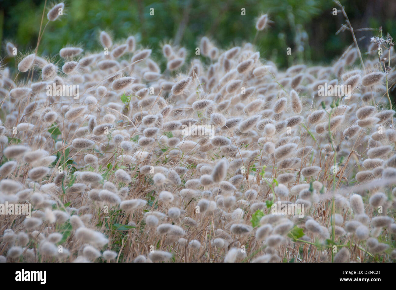 Erba di frumento depositata da vicino Foto Stock