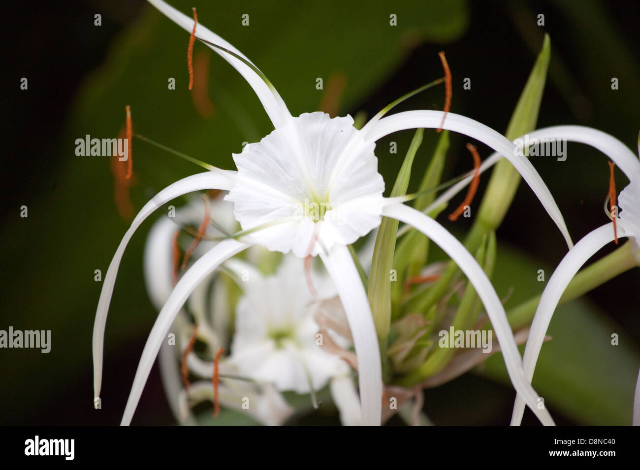 Un primo piano di una crociera caraibica lily impianto Foto Stock