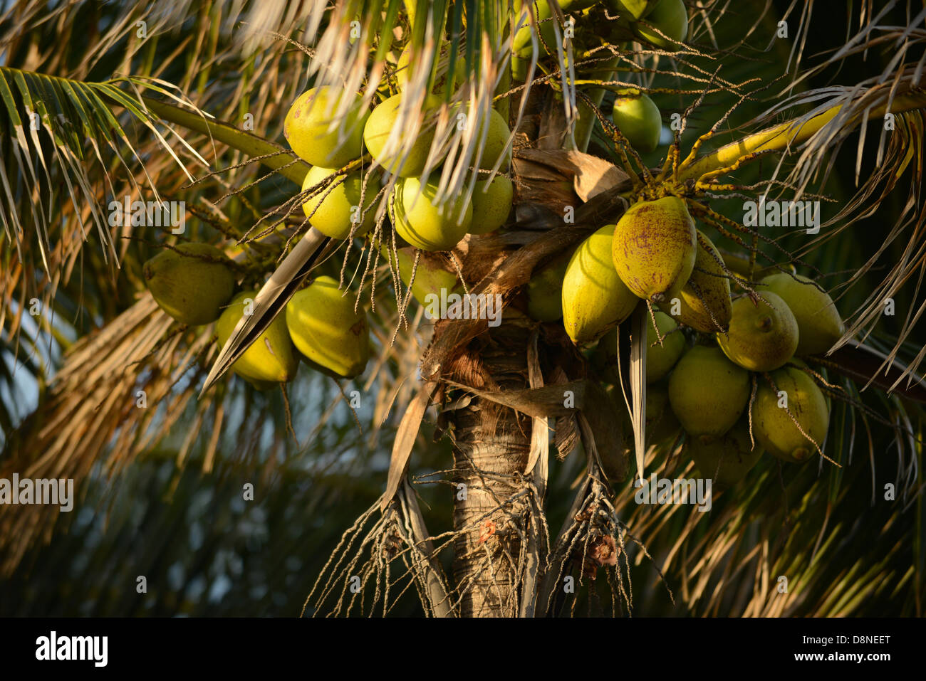 Un gruppo di noci di cocco che cresce su un albero di palma in una posizione tropicale Foto Stock