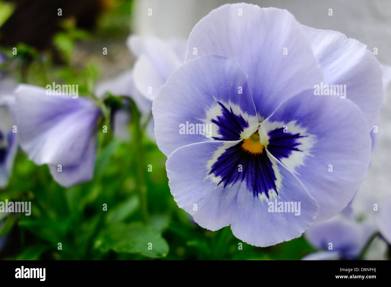Pansies fioritura in primavera Foto Stock