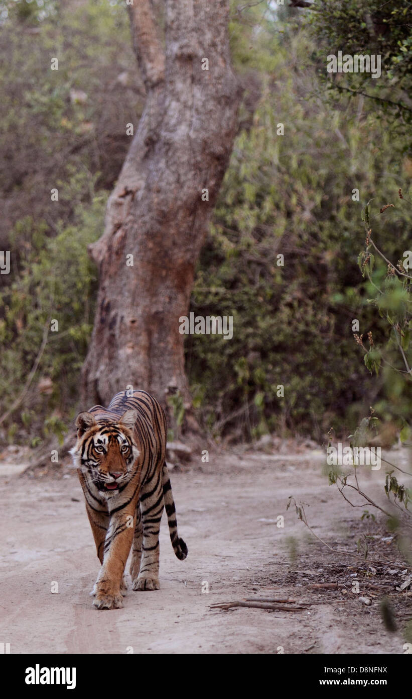 Una tigre in una giungla Foto Stock