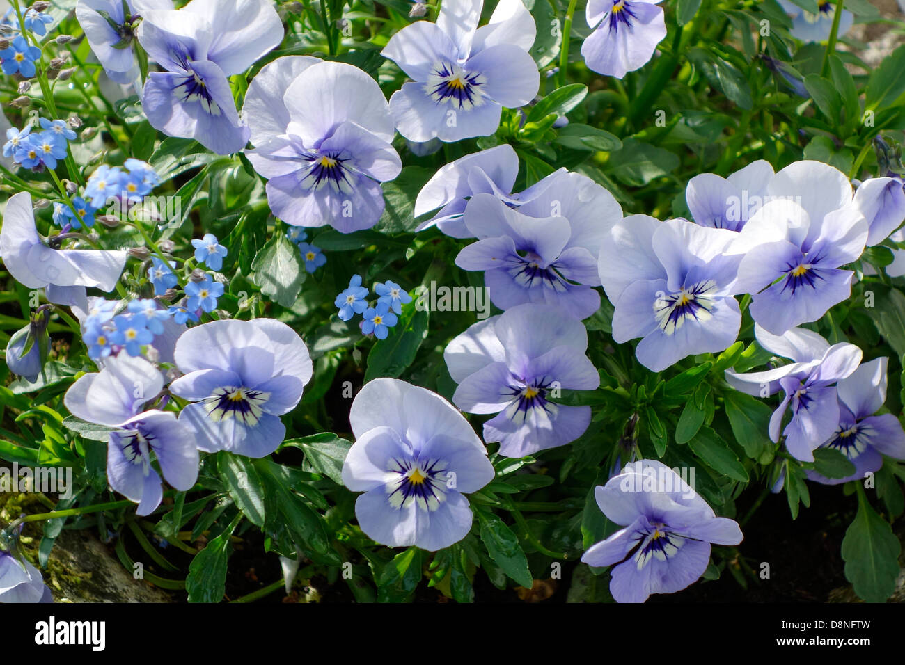 Fioritura cornuto pansies in primavera Foto Stock