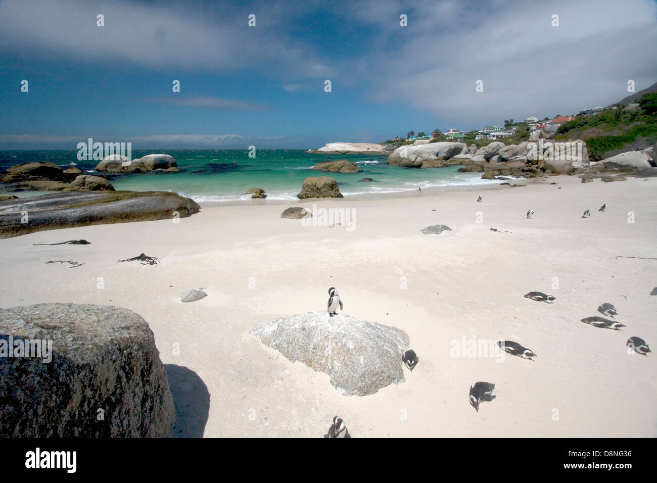 I Penguins africani sulla Spiaggia Boulders, Sud Africa Foto Stock