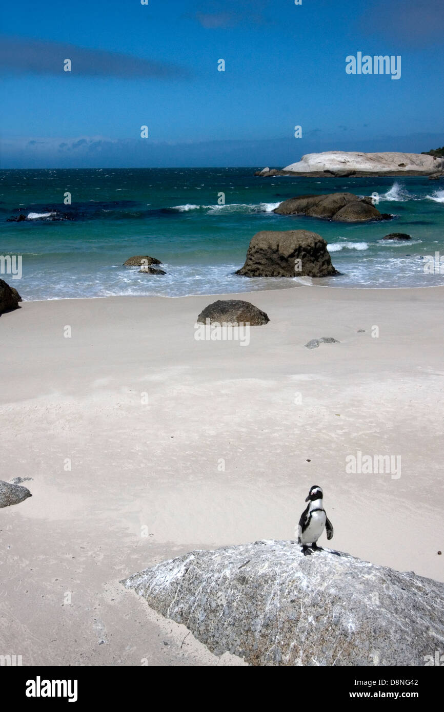 Pinguino africano sulla Spiaggia Boulders, Sud Africa Foto Stock