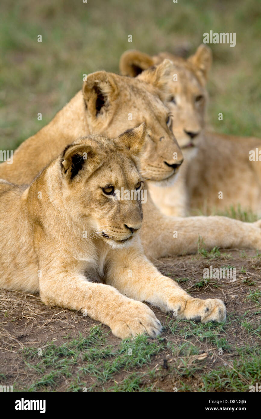 Tre cuccioli di leone siedono insieme, Cape Town, Sud Africa. Foto Stock