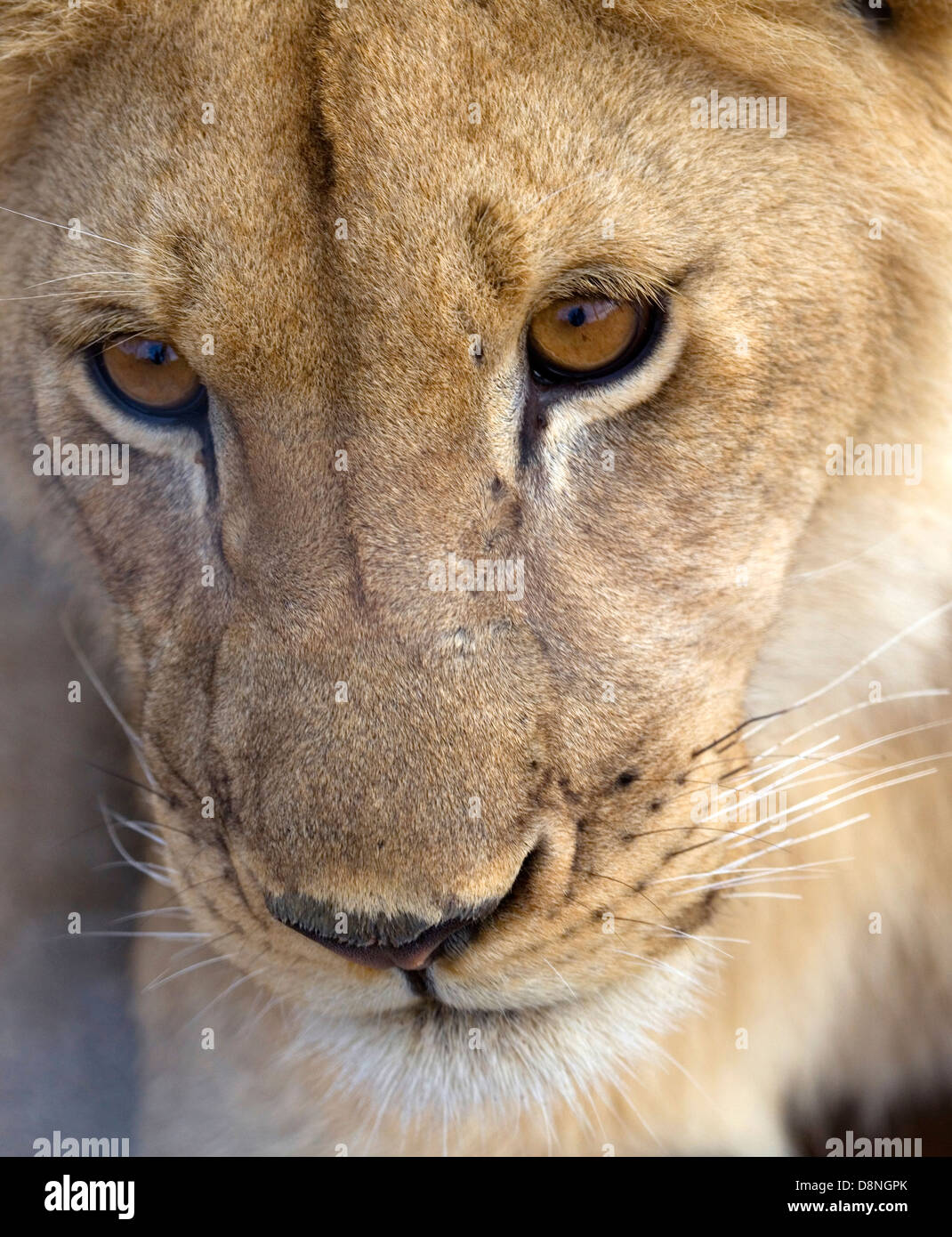 Colpo alla testa di un LION CUB, Cape Town, Sud Africa. Foto Stock