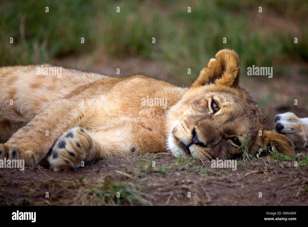 Lion cub in appoggio, Cape Town, Sud Africa Foto Stock