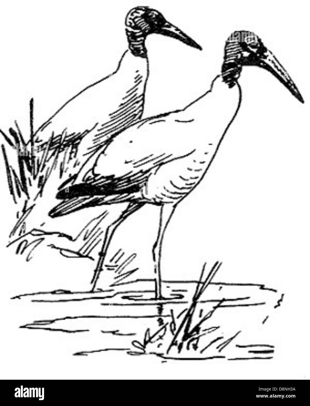 Questo disegno in bianco e nero mostra cicogne di legno (Mycteria americana) che attraversano acque poco profonde. Le cicogne, caratterizzate dalle lunghe zampe e dai grossi conti, si trovano spesso nelle zone umide e costituiscono una parte importante degli ecosistemi locali. Foto Stock