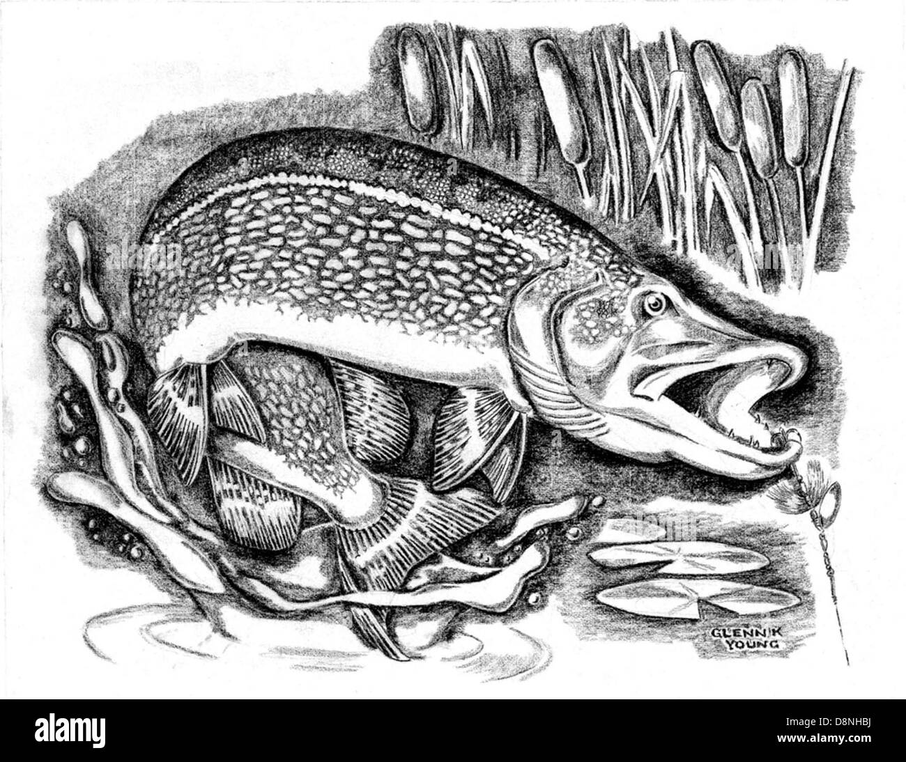 Un disegno in bianco e nero di una giovane picca del nord (Esox lucius) in posizione di imboscata, usando la sua caratteristica coda di cavallo per cacciare. Questo pesce predatore è noto per la sua velocità e i denti affilati. Foto Stock