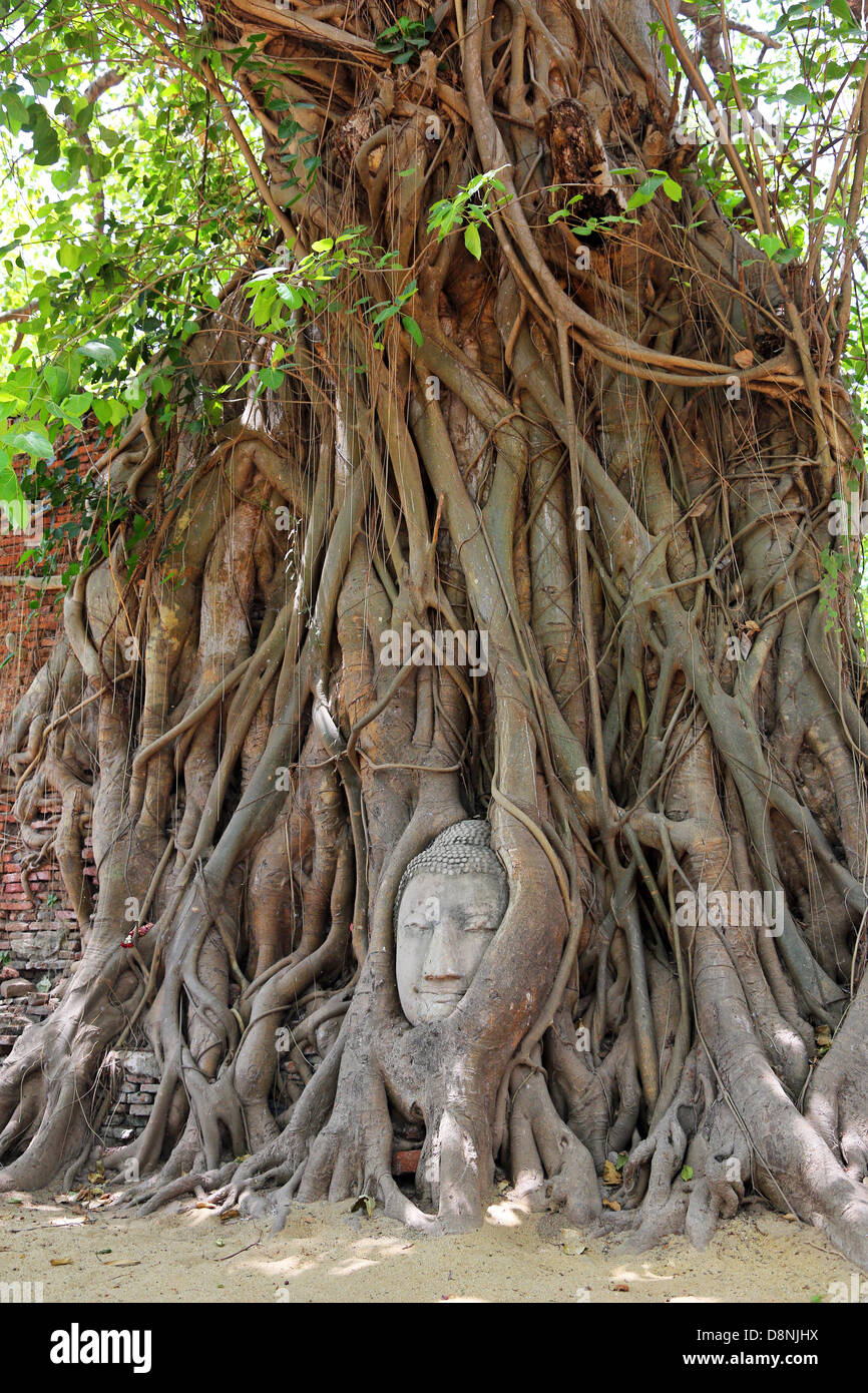 La testa e il viso di Buddha nelle radici di un albero Bodhi in Wat  Mahathat, Ayutthaya, Thailandia Foto stock - Alamy