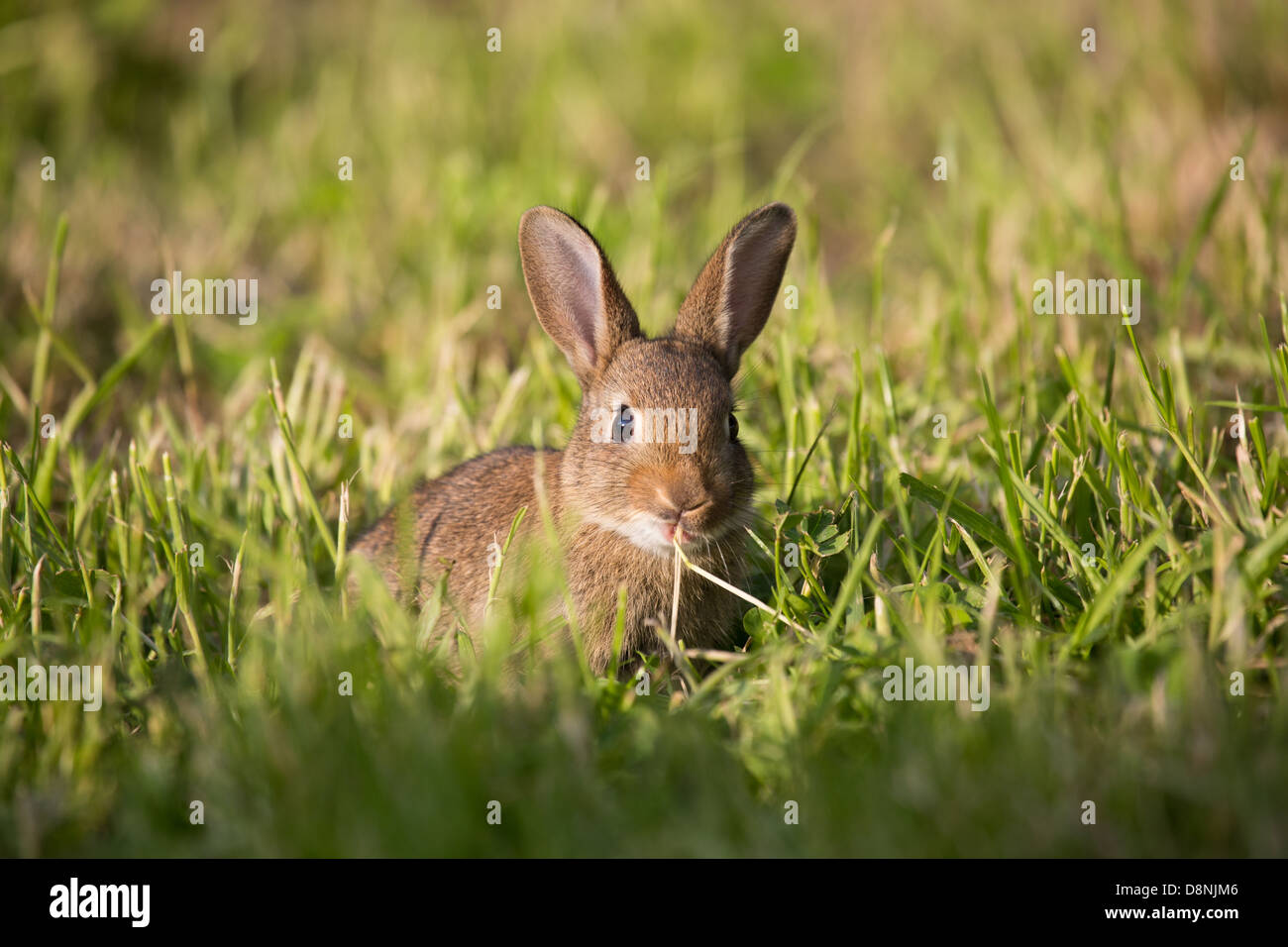 Un selvatico coniglio giovane in un campo di erba Foto Stock