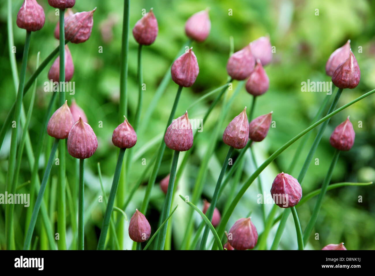 Aperti boccioli di fiori su un fiorente pianta di erba cipollina Foto Stock
