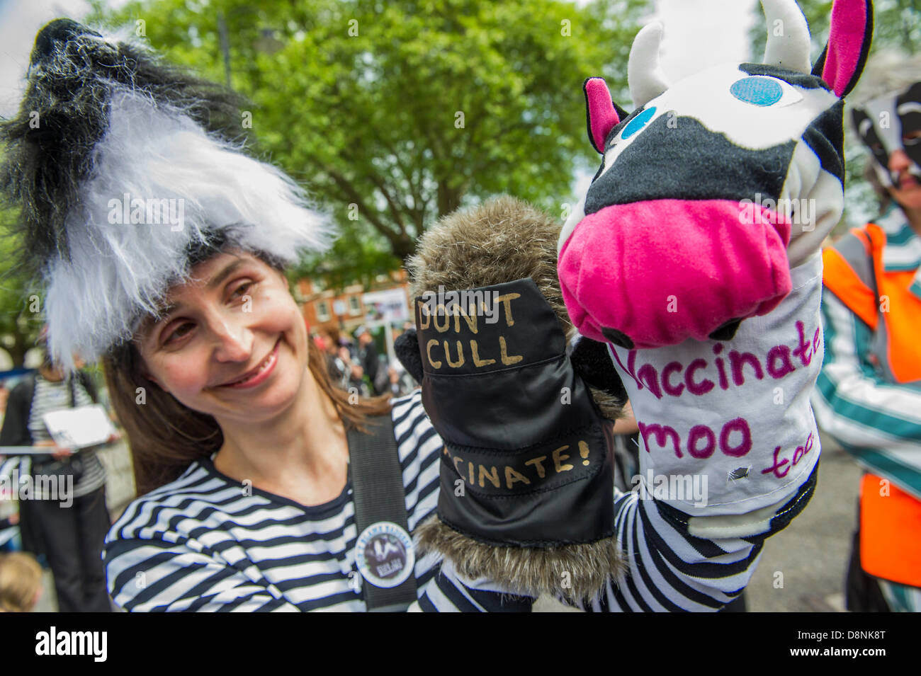 Londra, Regno Unito. Il 1 giugno, 2013. I diritti degli animali i manifestanti contro il badger cull, che inizierà domani, sono guidati da Brian May e Bill Oddie per un rally e marzo passato DEFRA per le Case del Parlamento. Credito: Guy Bell/Alamy Live News Foto Stock