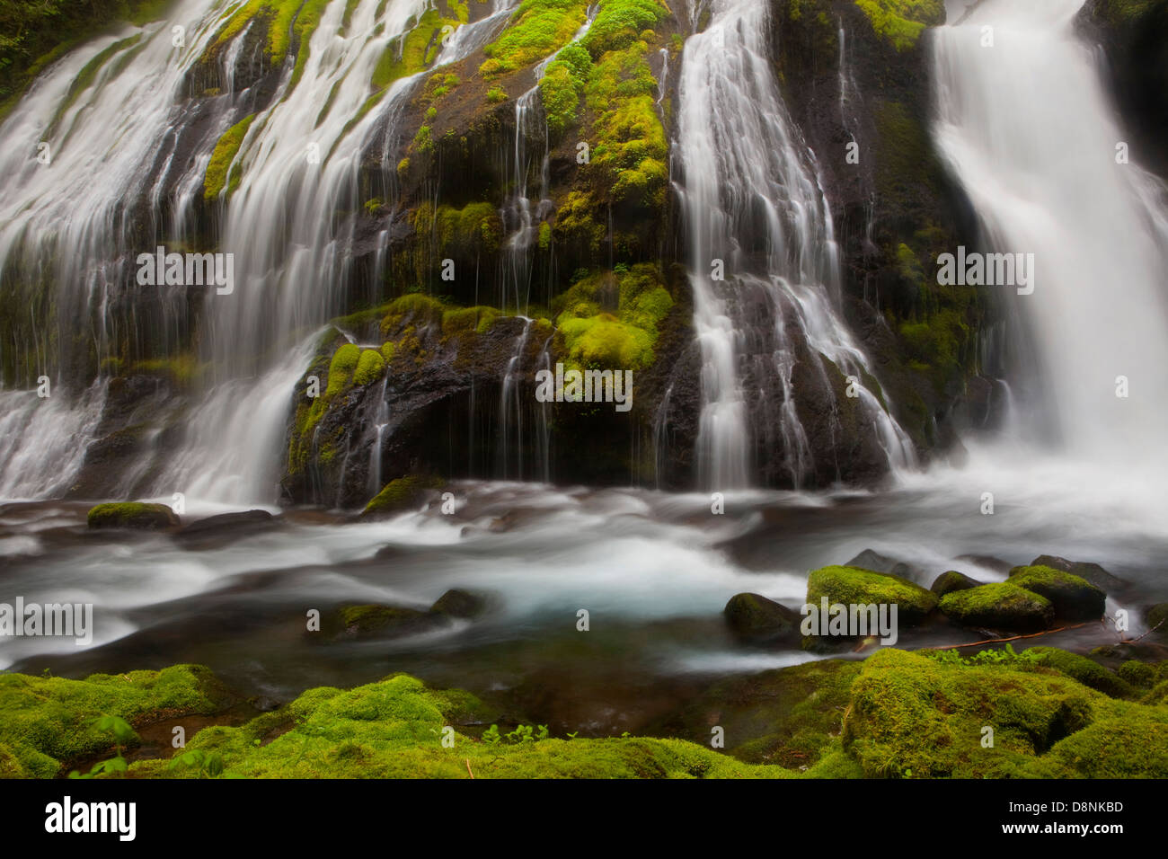 Panther Creek Falls nella foresta pluviale temperata, Gifford Pinchot National Forest, Washington Foto Stock