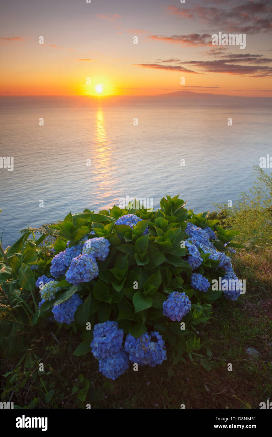 Le Ortensie al sorgere del sole nella costa nord di São Jorge isola con Graciosa island all'orizzonte - Azzorre Foto Stock