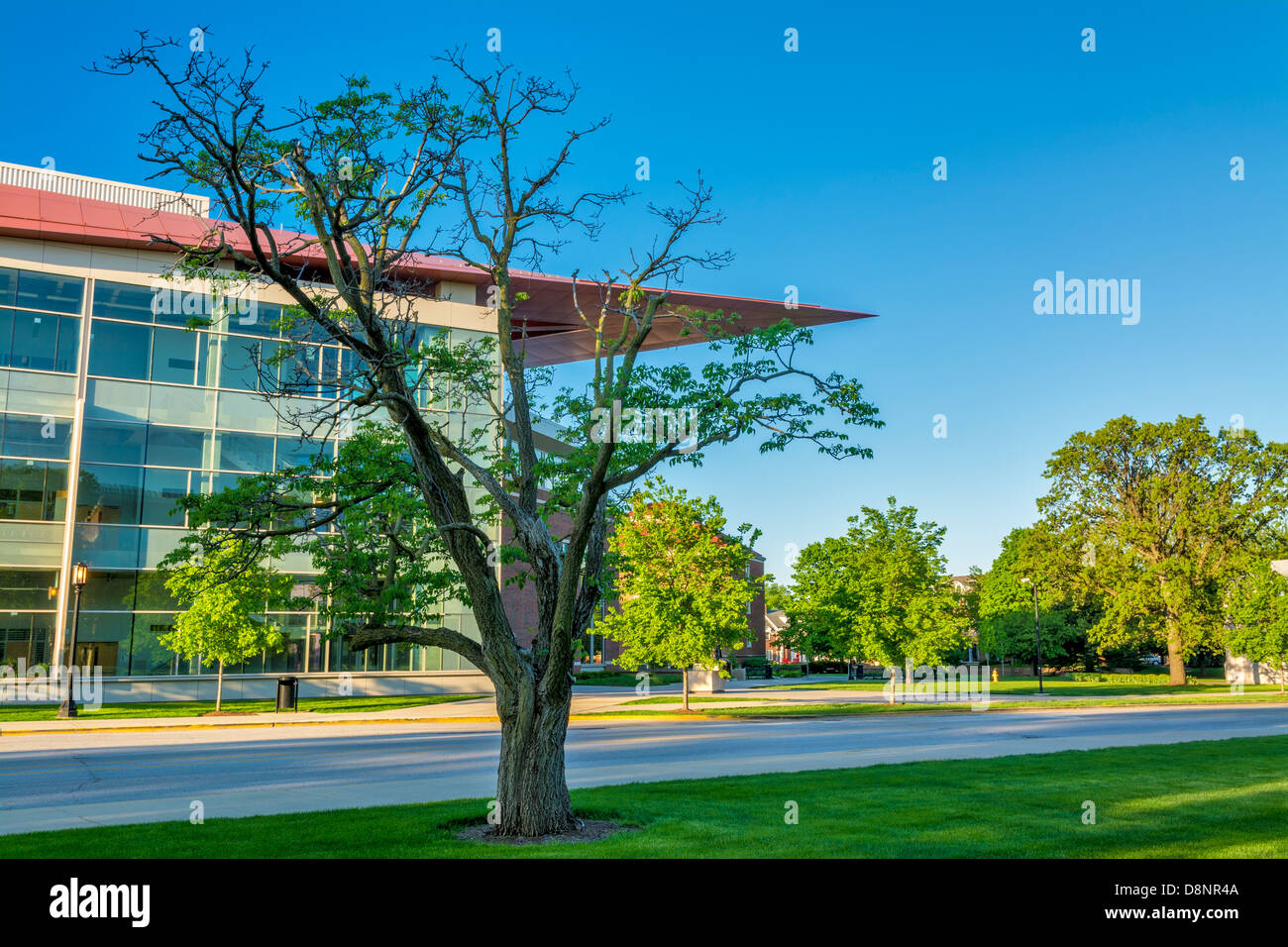 Struttura ad albero e una strada tra un edificio scolastico Foto Stock