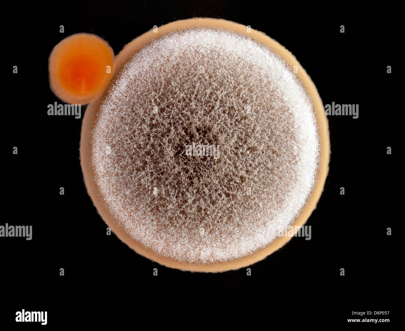 Un primo piano di uno stampo (Aspergillus niger) , e batterica (Staphylococcus aureus) colonia su una piastra di agar. Foto Stock