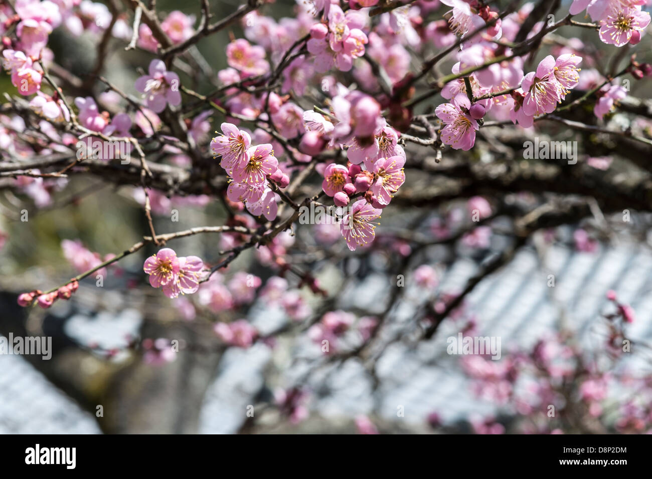Fiori di Ciliegio. Fotografato nel Santuario Kibune, Sakyō-ku, Kyoto, Giappone Foto Stock
