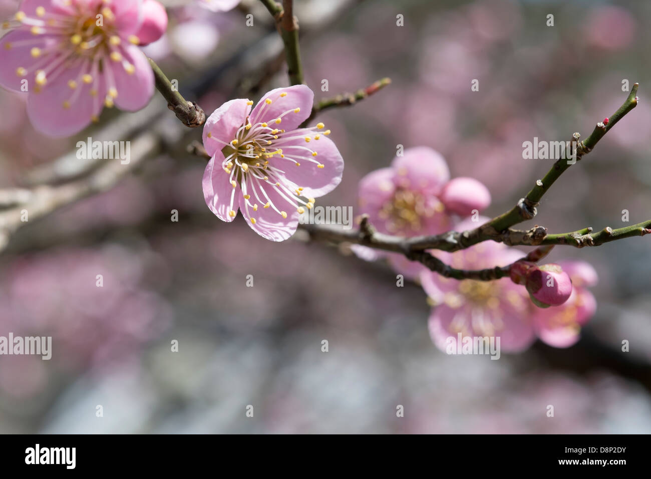 Fiori di Ciliegio. Fotografato nel Santuario Kibune, Sakyō-ku, Kyoto, Giappone Foto Stock