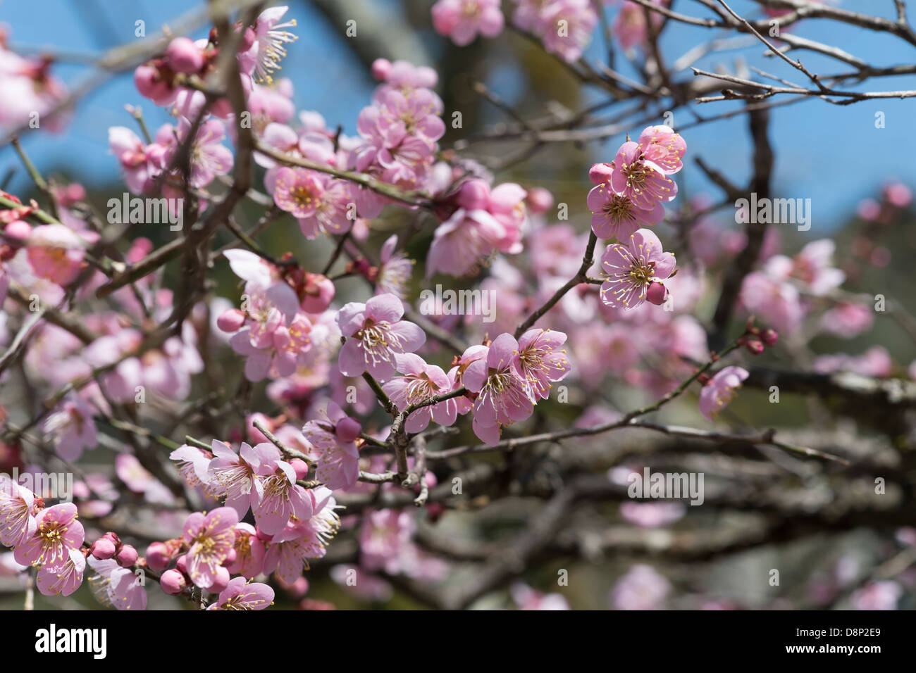 Fiori di Ciliegio. Fotografato nel Santuario Kibune, Sakyō-ku, Kyoto, Giappone Foto Stock