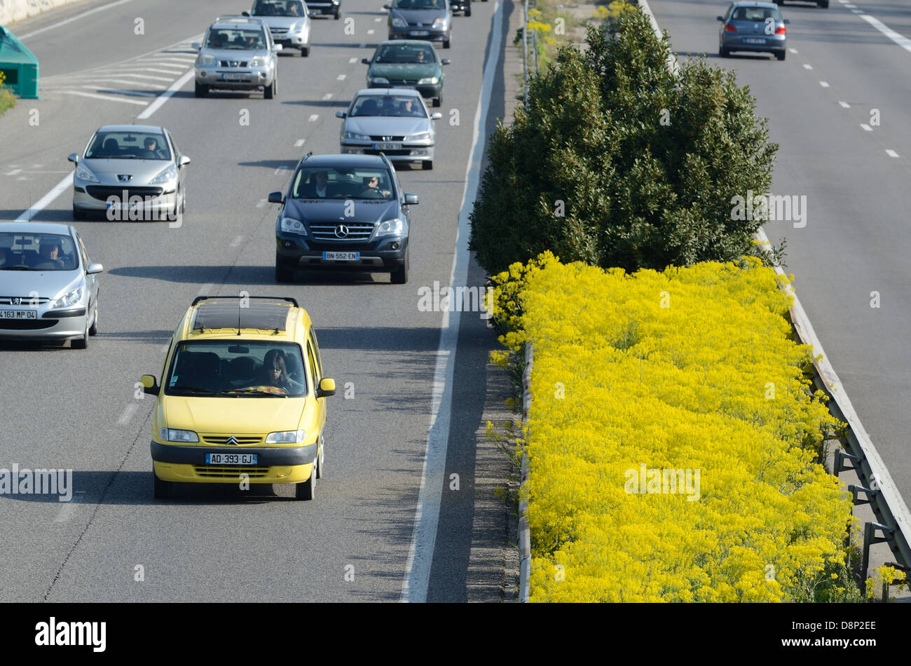 Autostrada o Autoroute francese e fiori selvatici di primavera comune Ragwort fiorito, Jacobaea vulgaris, in Centrale di prenotazione o Median Strip Francia Foto Stock