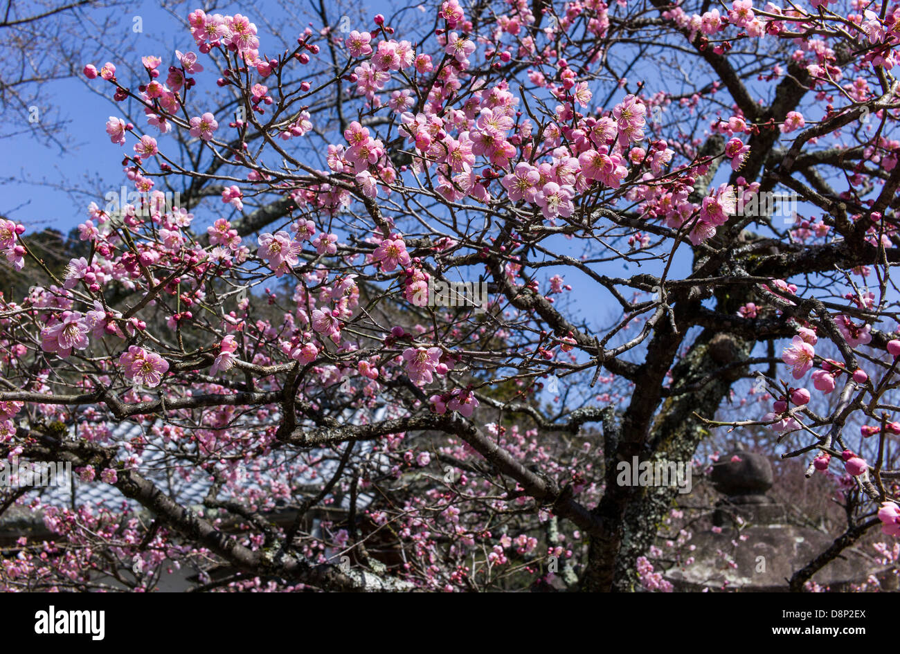 Fiori di Ciliegio. Fotografato nel Santuario Kibune, Sakyō-ku, Kyoto, Giappone Foto Stock